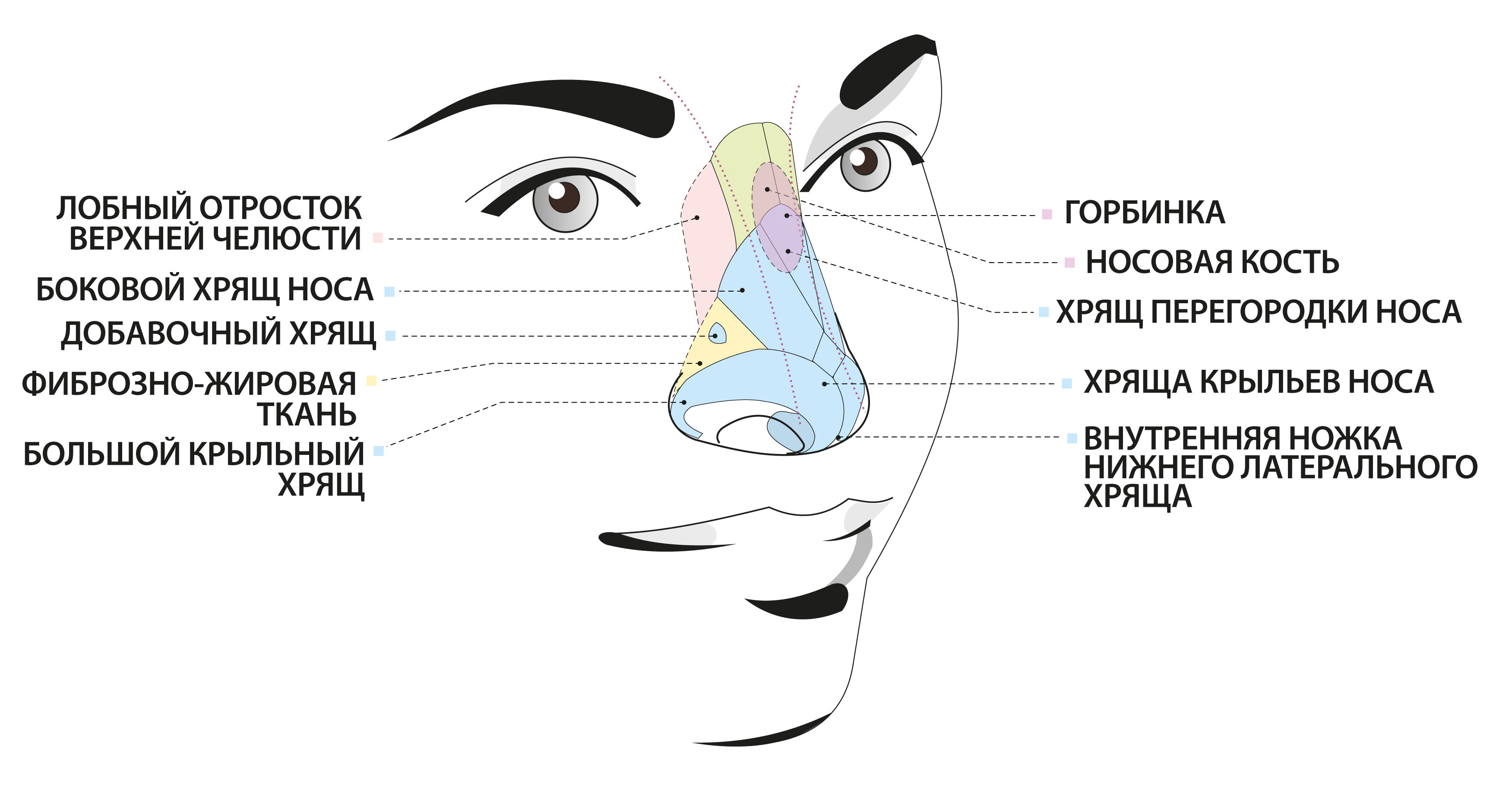 Строение человеческого носа